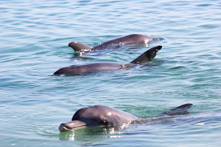 Panama City Beach Dolphin Tours