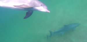 Swim with Dolphins Panama City Beach