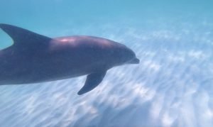 Panama City Beach Swim With Dolphins