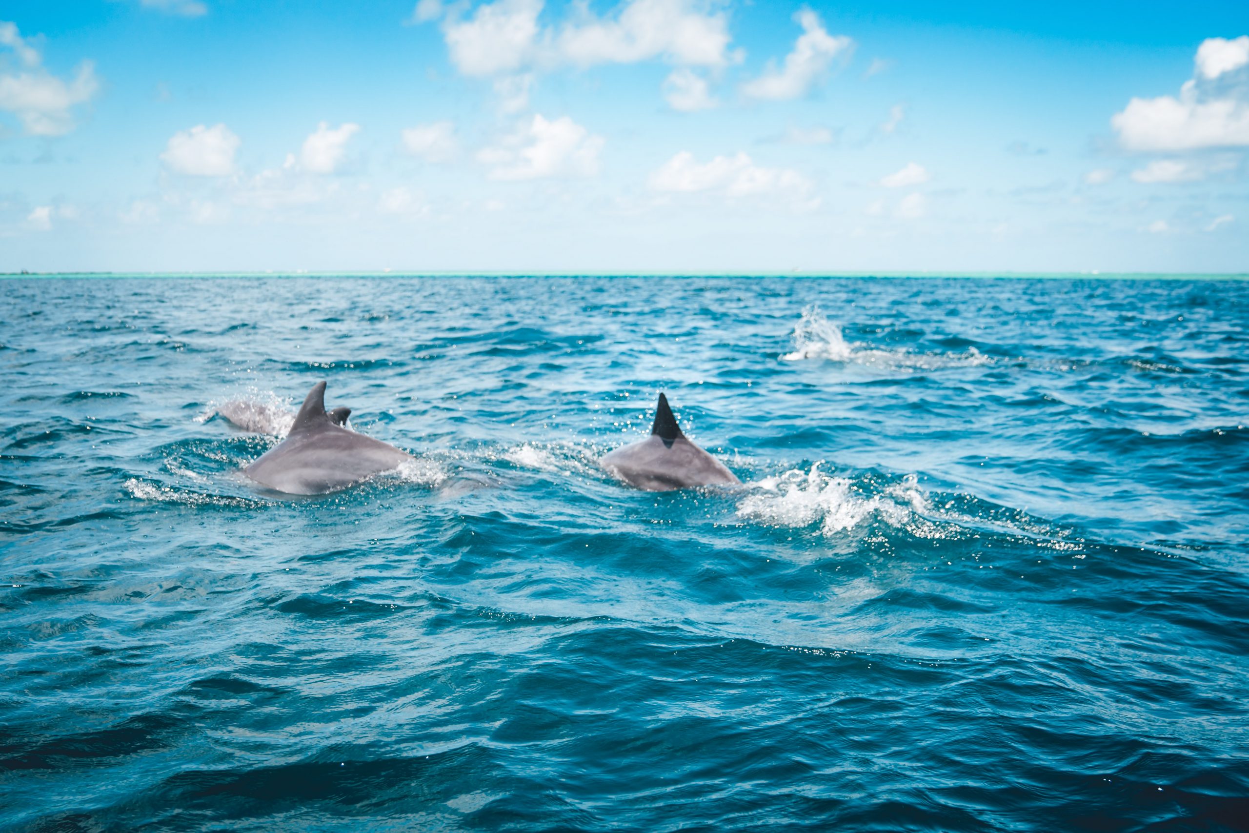 Panama City Dolphin Tours In St Andrews Bay And The Waters Of