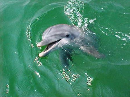 Panama City Beach Dolphin Tours Shell Island Shuttle